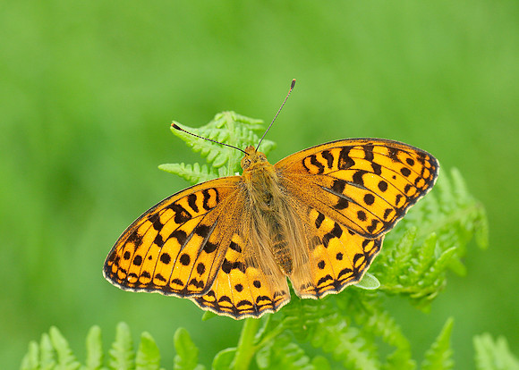 High Brown Fritillary Argynnis adippe