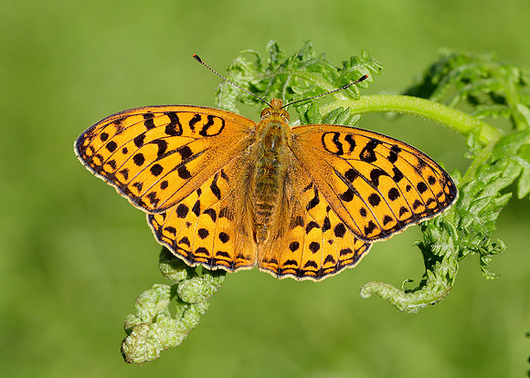 High Brown Fritillary Argynnis adippe