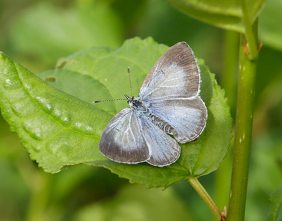 Holly Blue Celastrina argiolus