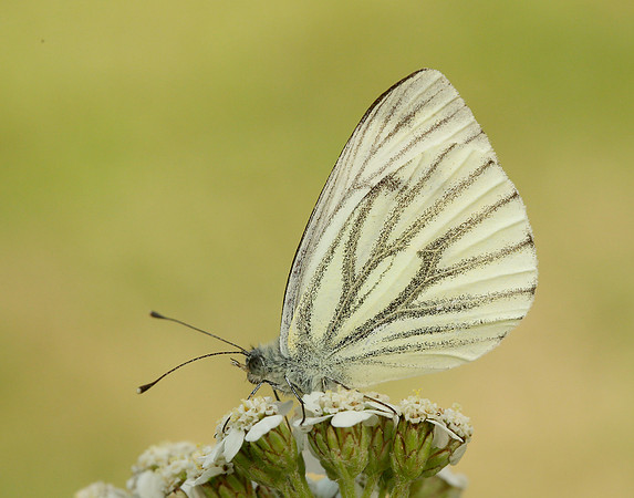 Green-veined White Pieris napi