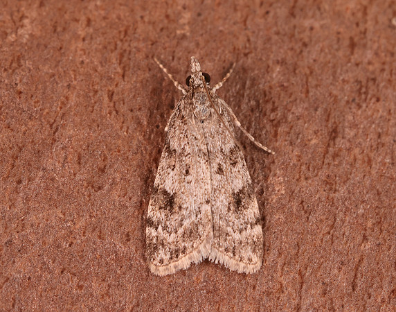 63.064 BF1334 Scoparia ambigualis
