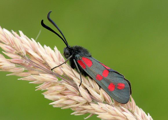 54.008 BF0169 Six-Spot Burnet Zygaena filipendulae