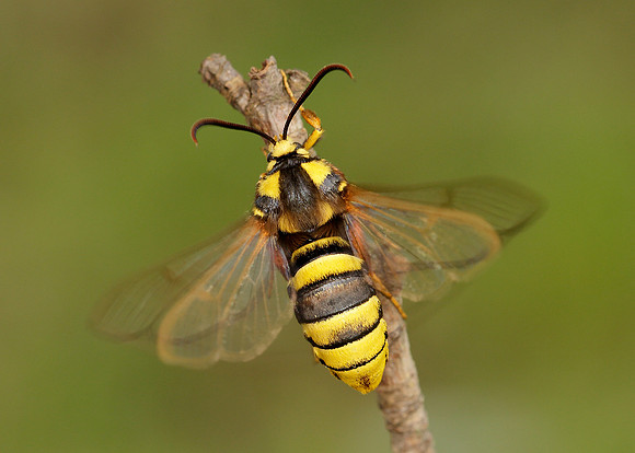 52.002 BF0370 Hornet Moth Sesia apiformis