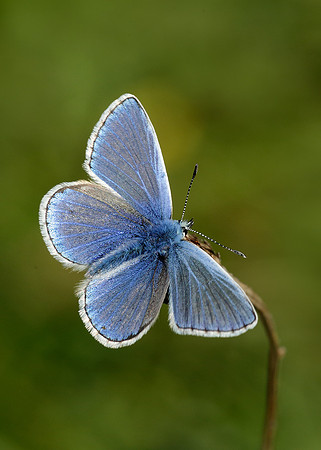 Common Blue Polyommatus icarus