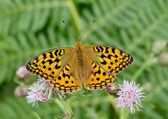 High Brown Fritillary Argynnis adippe