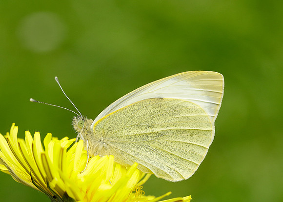 Large White Pieris brassicae