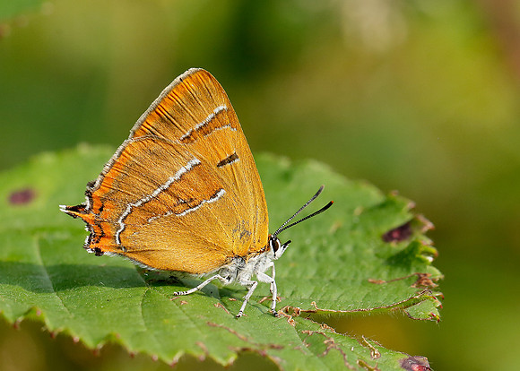 Brown Hairstreak Thecla betulae