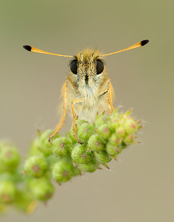 Essex Skipper Thymelicus lineola