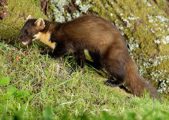 Pine Marten Martes martes