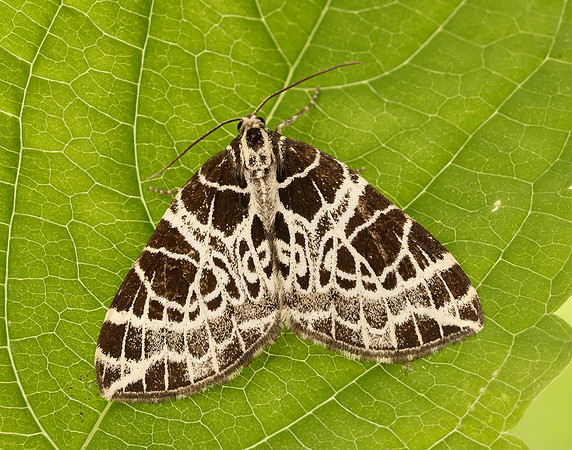 70.088 BF1772 Netted Carpet Eustroma reticulata