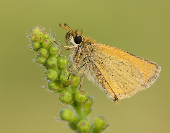 Essex Skipper Thymelicus lineola