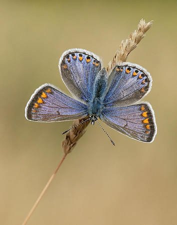 Common Blue Polyommatus icarus