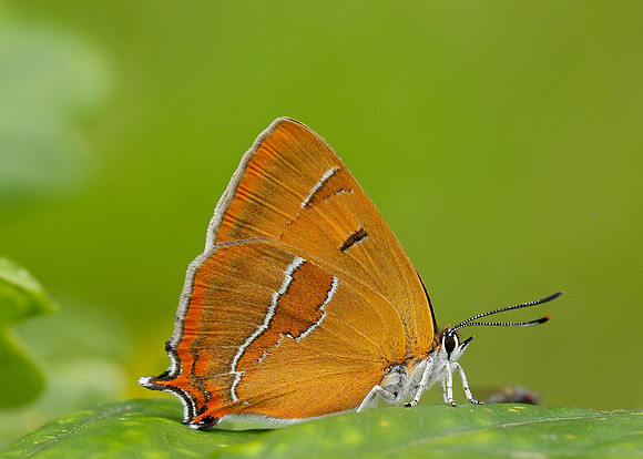 Brown Hairstreak Thecla betulae