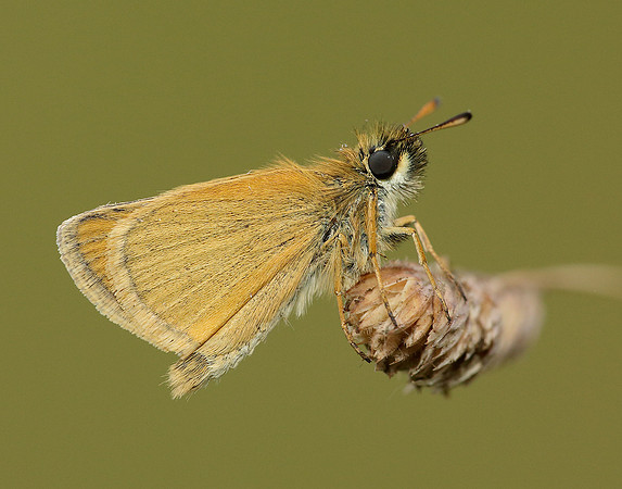 Essex Skipper Thymelicus lineola