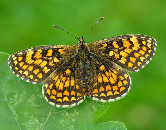 Heath Fritillary Melitaea athalia