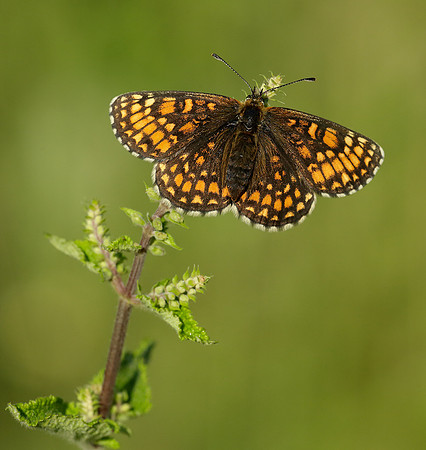 Heath Fritillary Melitaea athalia