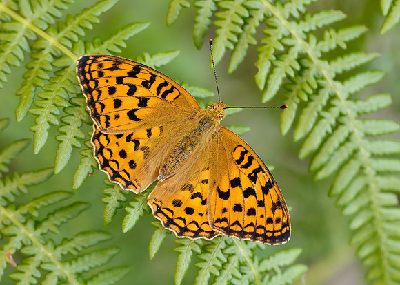 High Brown Fritillary Argynnis adippe