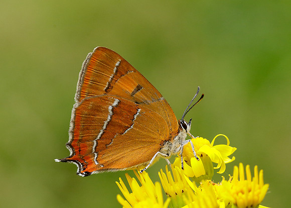 Brown Hairstreak Thecla betulae