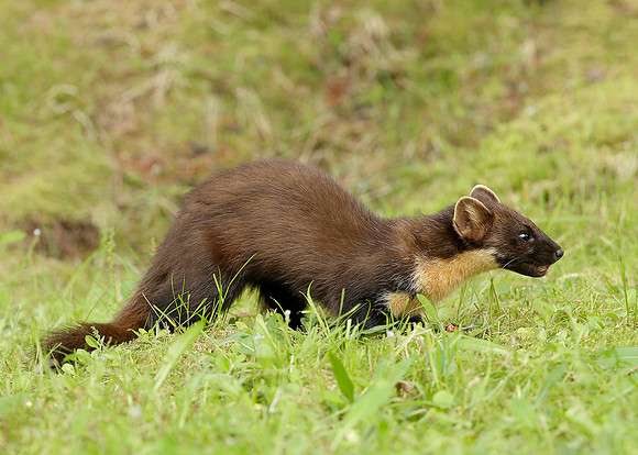 Pine Marten Martes martes