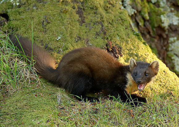 Pine Marten Martes martes