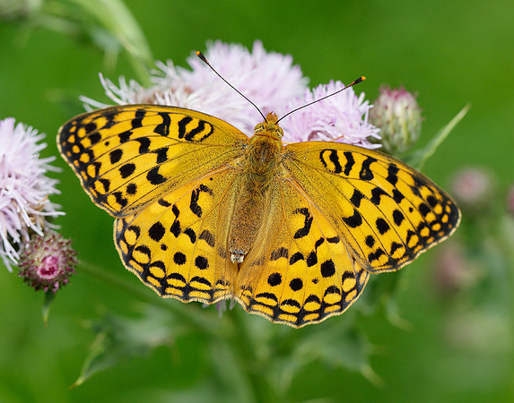 High Brown Fritillary Argynnis adippe