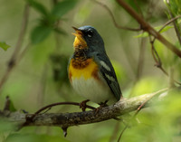 Northern Parula