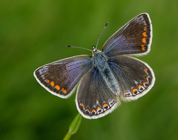 Common Blue Polyommatus icarus