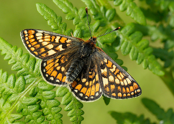 Marsh Fritillary Euphydryas aurinia