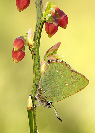 Green Hairstreak Callophrys rubi