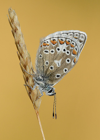 Common Blue Polyommatus icarus