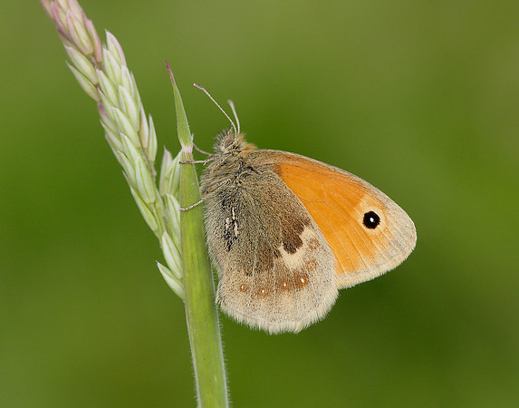 Small Heath Coenonympha pamphilus