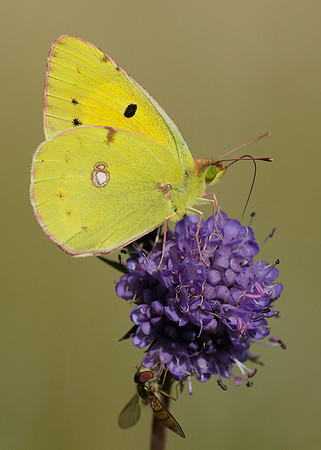 Clouded Yellow Colias croceus