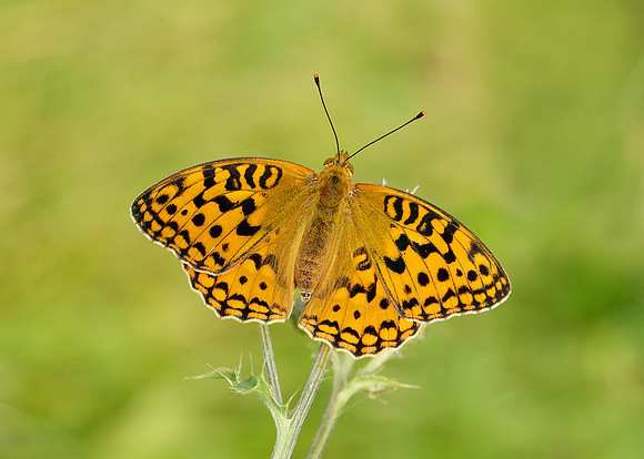 High Brown Fritillary Argynnis adippe