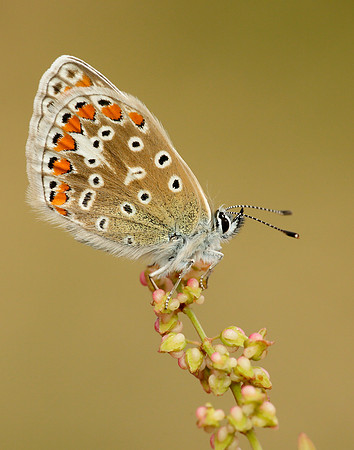 Common Blue Polyommatus icarus