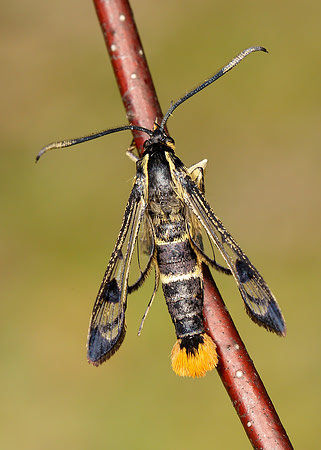 52.005 BF0376 Welsh Clearwing Synanthedon scolliaeformis