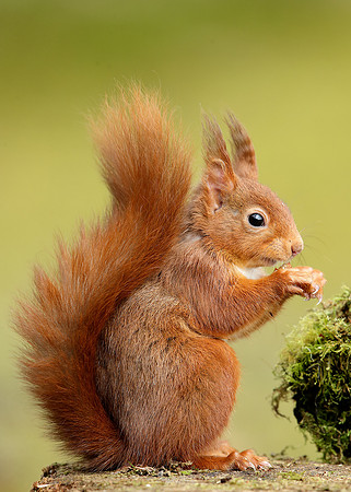 Red Squirrel Sciurus vulgaris