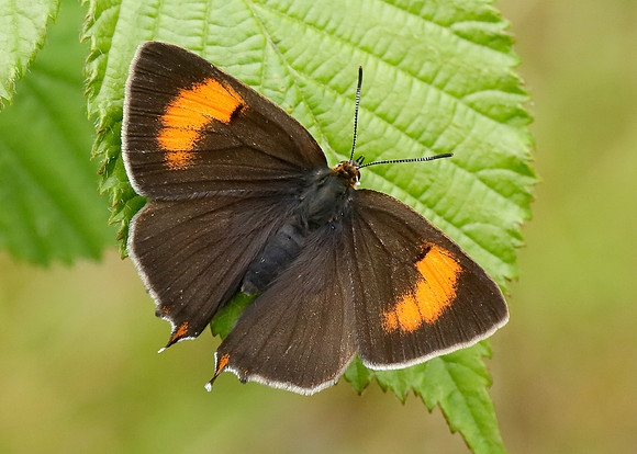Brown Hairstreak Thecla betulae