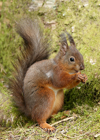Red Squirrel Sciurus vulgaris