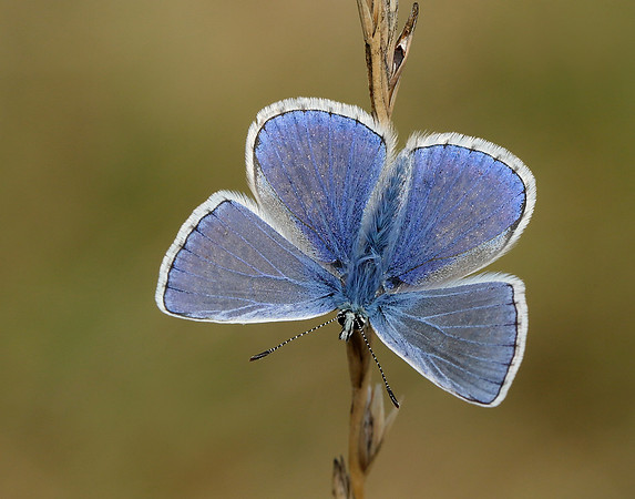 Common Blue Polyommatus icarus