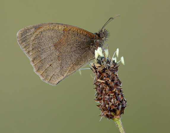 Meadow Brown Maniola jurtina