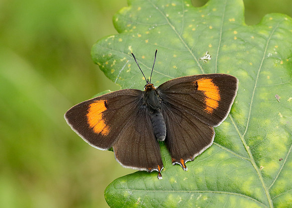 Brown Hairstreak Thecla betulae