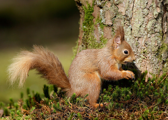 Red Squirrel Sciurus vulgaris