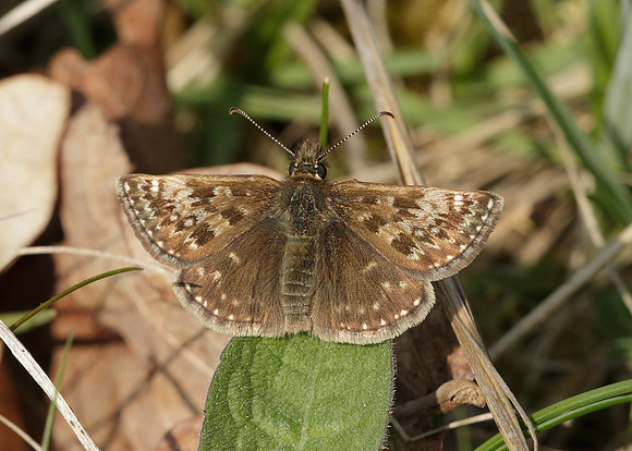 Dingy Skipper Erynnis tages