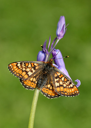 Marsh Fritillary Euphydryas aurinia