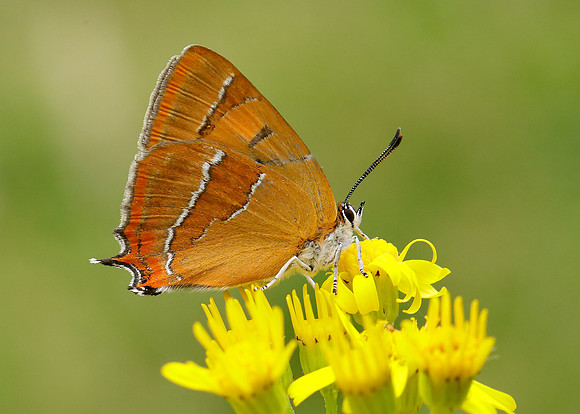 Brown Hairstreak Thecla betulae