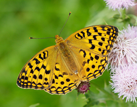 High Brown Fritillary Argynnis adippe