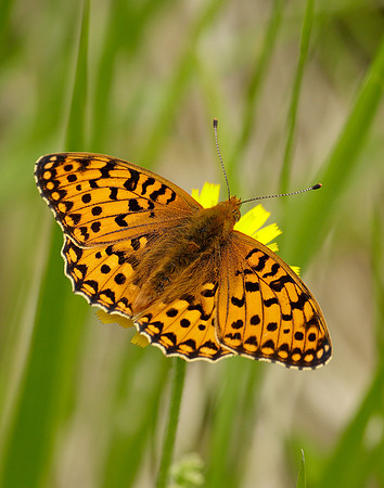 Dark Green Fritillary Argynnis aglaja