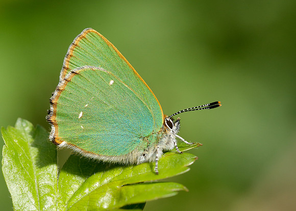 Green Hairstreak Callophrys rubi
