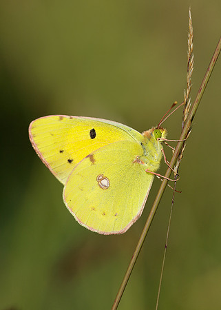 Clouded Yellow Colias croceus