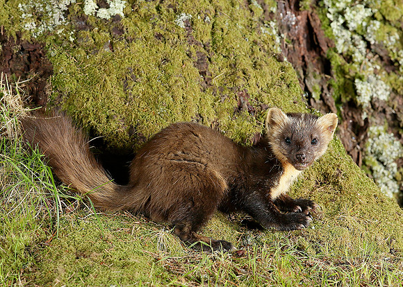 Pine Marten Martes martes